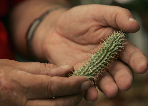 跨太平洋伙伴关系贸易协定可能使生物剽窃变得更糟