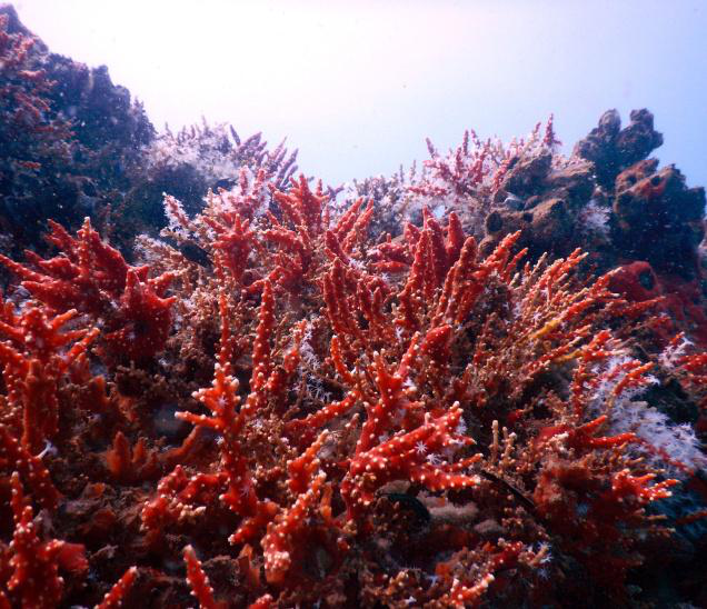 印度：软体珊瑚对海洋生物多样性威胁巨大